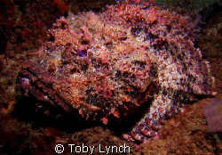 Spotted scorpion fish with Peterson Cleaning shrimp. by Toby Lynch 